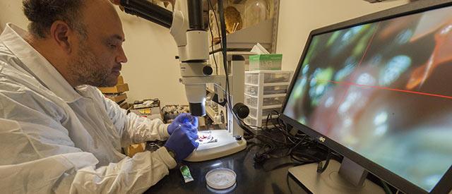 一个穿着实验室工作服的人正在使用显微镜.